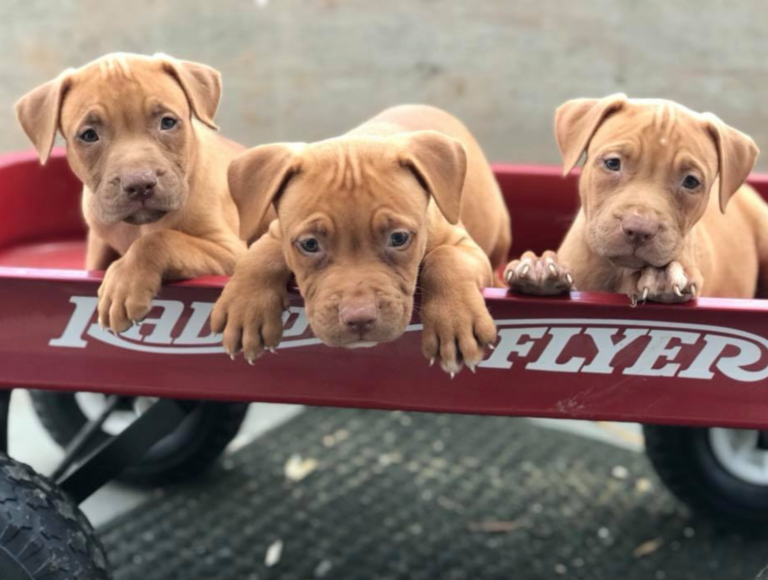 red nose pitbull puppies