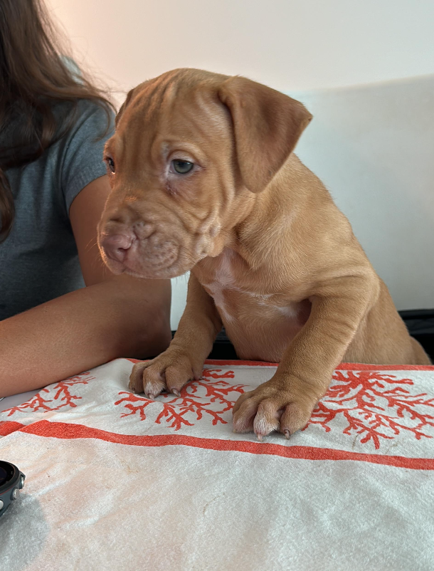 RED NOSE PITBULL PUPPIES